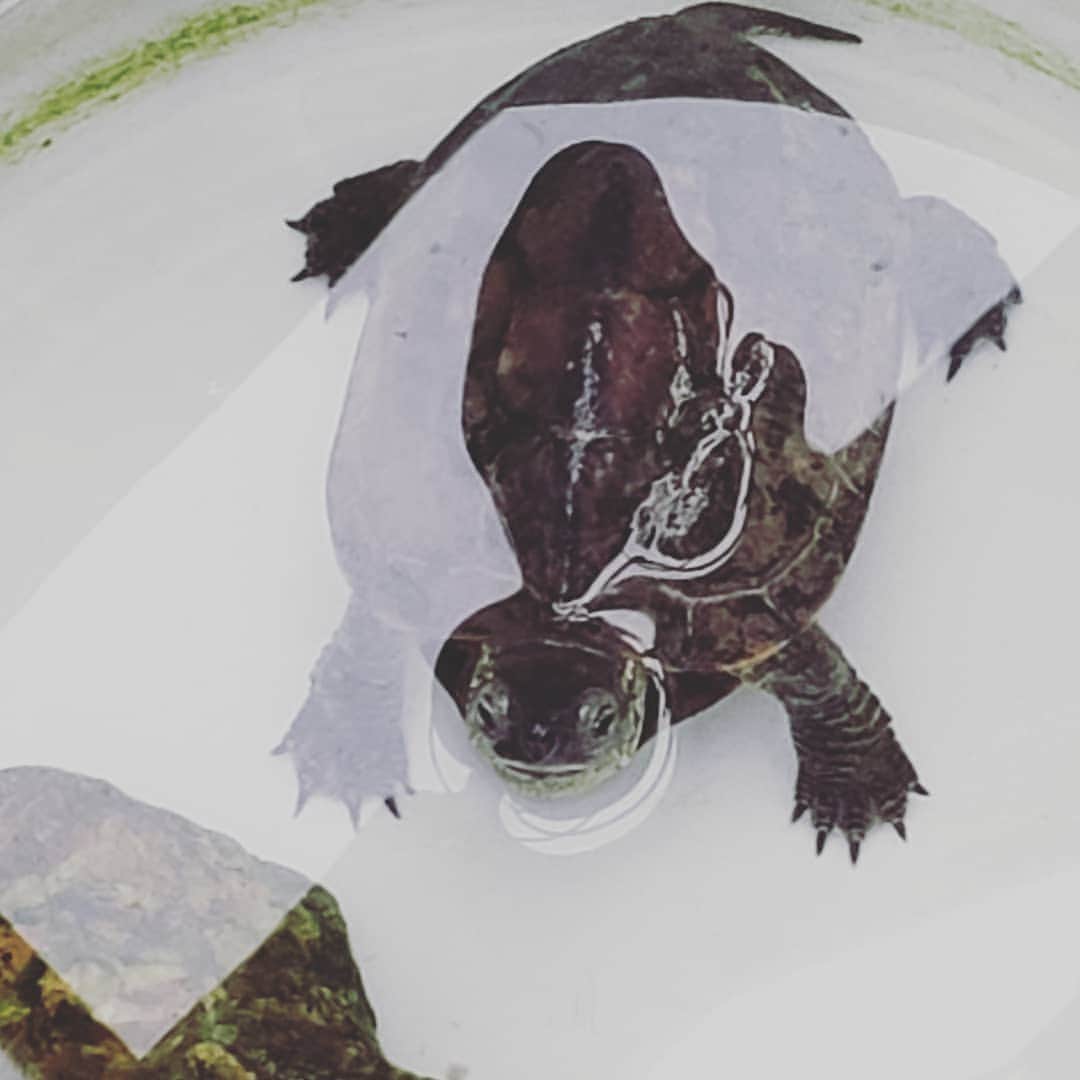 梅田陽子さんのインスタグラム写真 - (梅田陽子Instagram)「うちの子(亀吉さん)もご飯を食べてくれて、日向ぼっこさせています。 平和な昼下がり。 あ、まだご飯くれ！アピール中。  #亀吉#亀#turtle#ペット#家族#family #アナウンサー#キャスター#梅田陽子」5月12日 12時03分 - yokoumeda