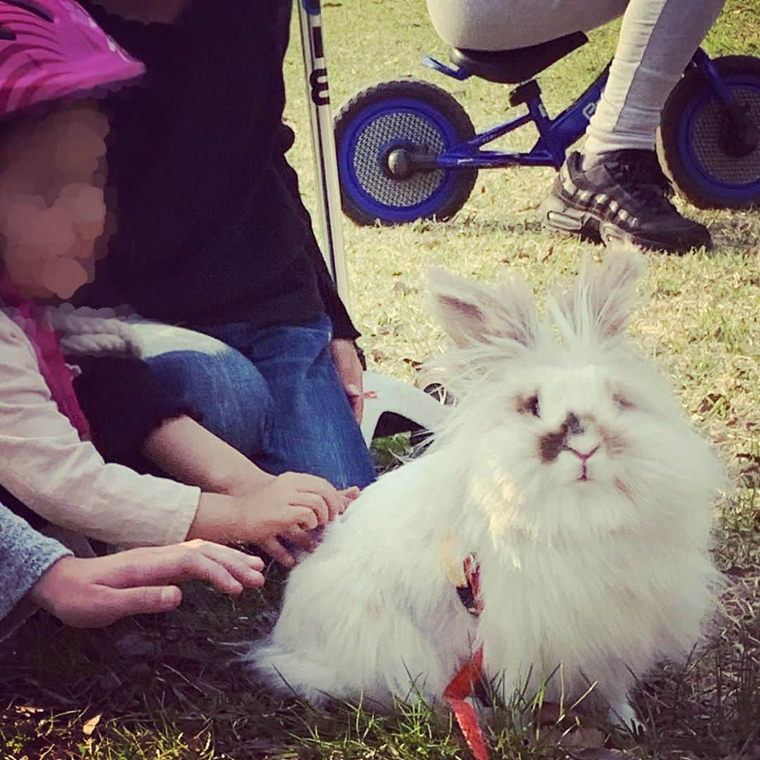 川上大輔さんのインスタグラム写真 - (川上大輔Instagram)「公園でハロこちゃん✴︎過去写真 #ライオンラビット」5月12日 12時10分 - kanatataiga