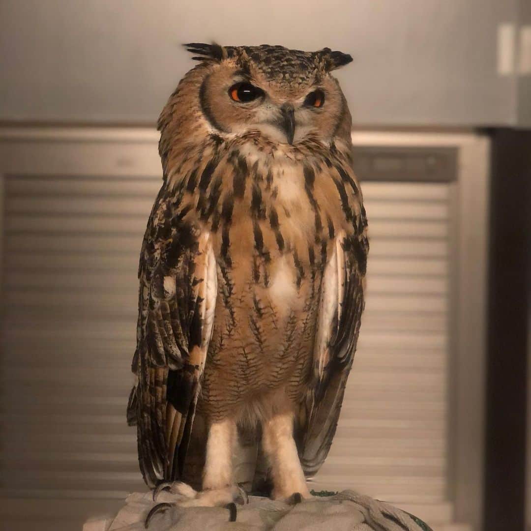 GEN3 Owlのインスタグラム：「タオルがお気に入り😇 He likes towels. #owl #owlgaru」