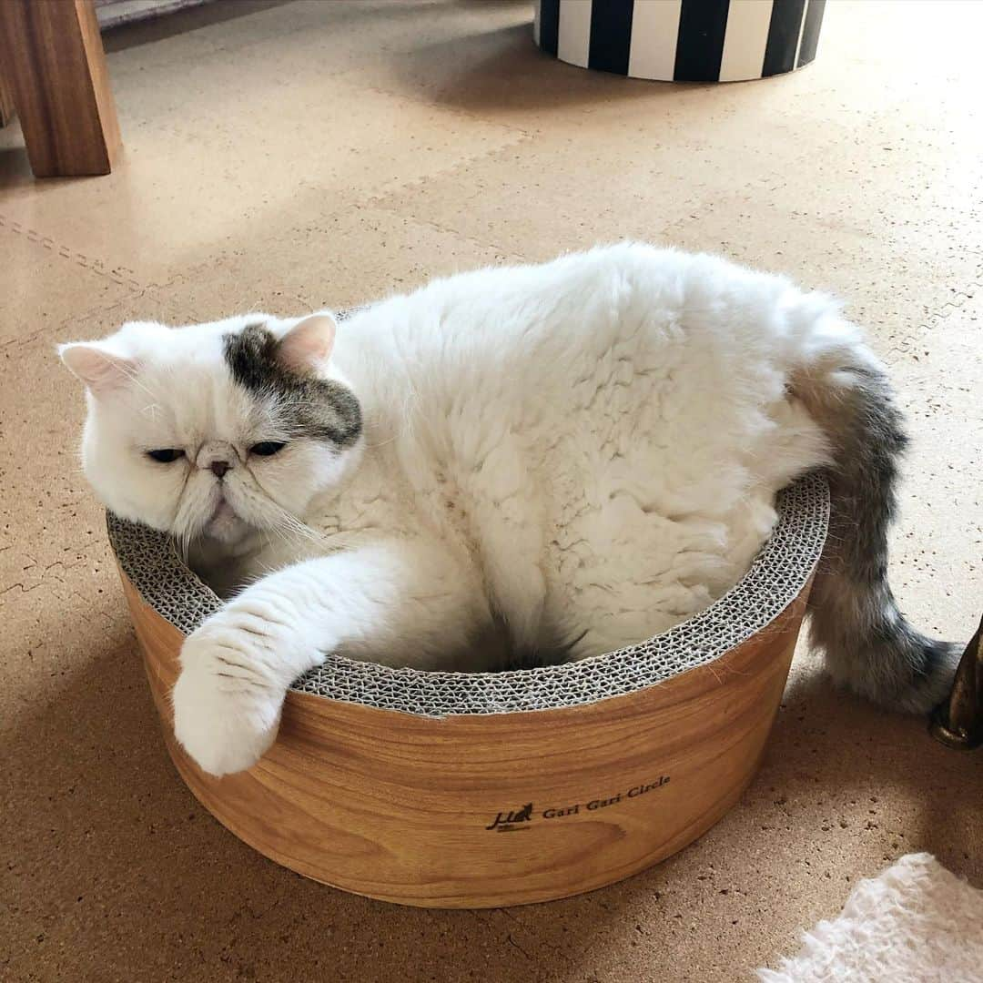 まるのインスタグラム：「* * * ASAHI #小豆てんこ盛り #国産 * * * #朝日 #エキゾチックショートヘア #exoticshorthair #exoticshorthaircat #exoticshorthairsofinstagram」