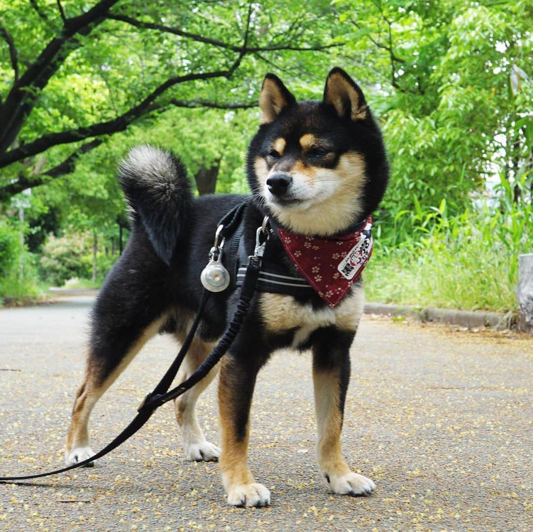 黒豆柴こむぎさんのインスタグラム写真 - (黒豆柴こむぎInstagram)「ども🙋🏻‍♂️黒柴党のこむぎだよ😁マメちゃん @mamemame6524 から、カッコいいバンダナが届いたよ。なんと、マメちゃんパパのお手製だって。ボクのママちんより、お裁縫が上手だね☺️お名前入りワッペンも素敵💖リバーシブルなので、お散歩の途中で付け替えたよ。2020.05.12  #黒柴党 #黒豆柴こむぎ #黒豆柴 #豆柴 #黒柴 #黑柴 #柴犬 #柴 #まめしば #しばいぬ #しば #mameshiba #kuroshiba #shibainu #shiba #shibalove #shibalovers #shibastagram #shiba_snap #shibasofinstagram #ふわもこ部 #pecoいぬ部 #いぬら部 #proudshibas #thedailyshibainu #ここ柴部 #いぬのきもち #todayswanko #rakutenpet #9gagcute」5月12日 12時32分 - komugi_1207