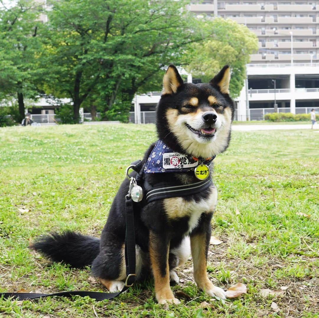 黒豆柴こむぎのインスタグラム