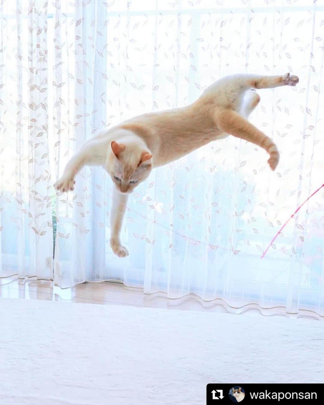 ねこのインスタグラム