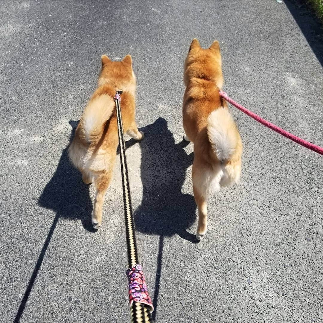 柴犬たま Shibainu Tamaのインスタグラム