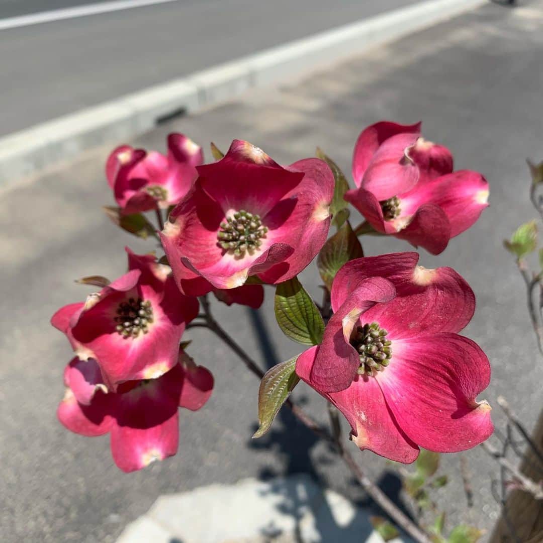 大隅智子さんのインスタグラム写真 - (大隅智子Instagram)「岩手県陸前高田市の津波の避難路でハナミズキが咲いています。避難路が一目でわかるよう、「ハナミズキのみち」にする取り組みが行われています。去年秋に苗木が植えられ、初めて開花。 ハナミズキの花言葉は、「私の思いを受けてください」。 避難路の目印になります。 #ハナミズキのみち　#陸前高田　#シンボルロード　#ハナミズキ」5月12日 12時59分 - tomokotenki