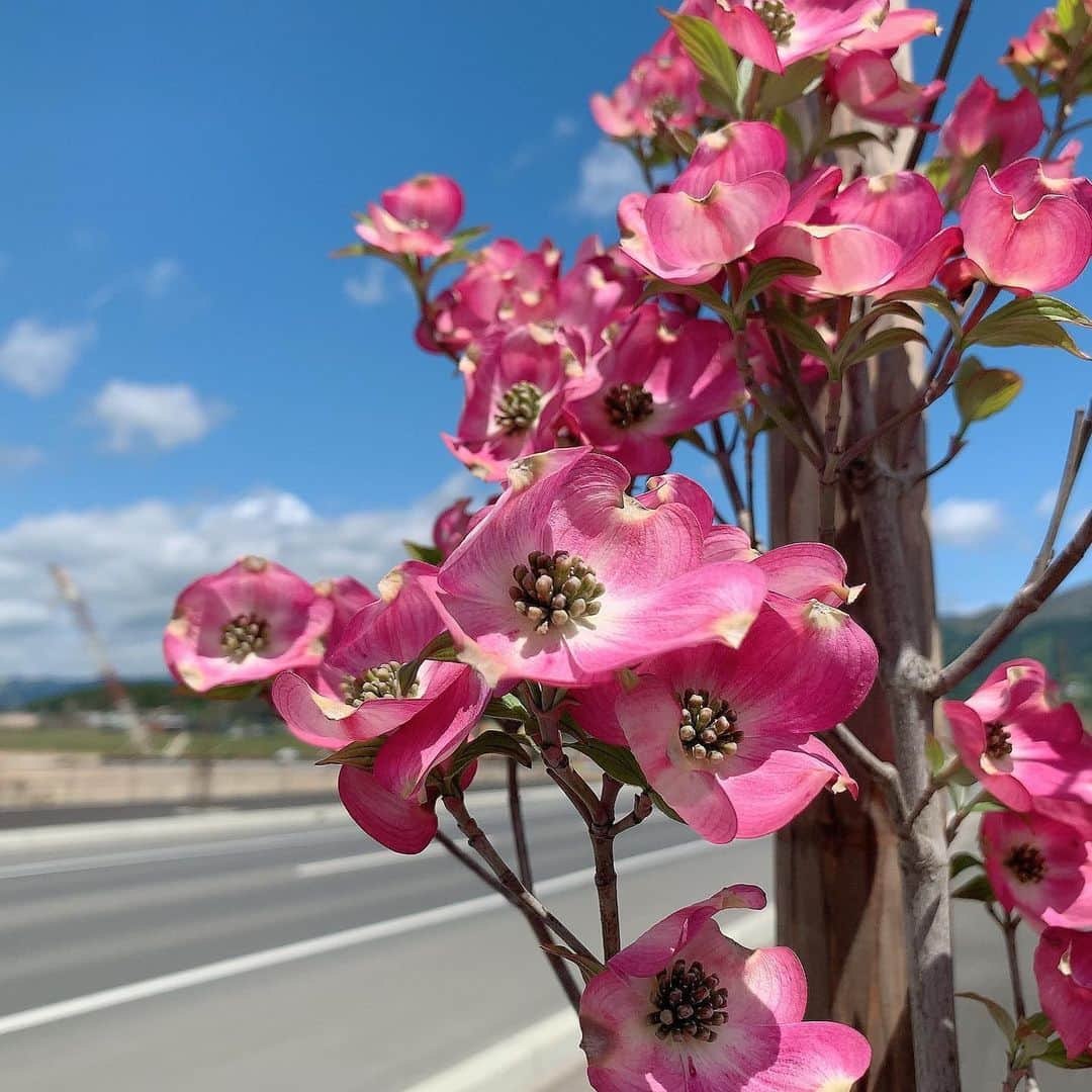 大隅智子さんのインスタグラム写真 - (大隅智子Instagram)「岩手県陸前高田市の津波の避難路でハナミズキが咲いています。避難路が一目でわかるよう、「ハナミズキのみち」にする取り組みが行われています。去年秋に苗木が植えられ、初めて開花。 ハナミズキの花言葉は、「私の思いを受けてください」。 避難路の目印になります。 #ハナミズキのみち　#陸前高田　#シンボルロード　#ハナミズキ」5月12日 12時59分 - tomokotenki