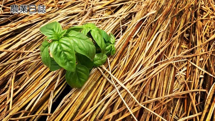 のインスタグラム：「土作りから苗を植えるまで 少しづつ行程を理解  几帳面な、お義父さんの 藁引きの合格点は厳しい👨‍🌾 今年は難しい スイカ作りにも挑戦🍉  食べたいから 頑張る👩‍🌾 ハウスの中は 頭くらくらする  これも慣れるのかな？  #自給自足農家 #農業女子👩‍🌾 #見習い中 #バジル #モロヘイヤ #有機野菜 #浅間山と八ヶ岳に囲まれて育つ野菜 @keen_japan  #keenambassador  @monkuwa_official」