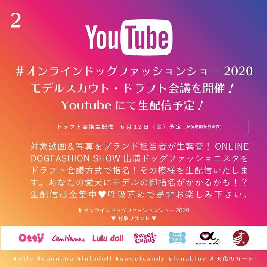 大原かおりさんのインスタグラム写真 - (大原かおりInstagram)「🐶💖 もう１つ、愛しのペットちゃんと一緒に参加できるインスタのステキな投稿企画をご紹介💁‍♀️📱💕 ☺︎ 人気ドッグ雑誌『Cuun(クーン)』の8月10日発行号の表紙モデルをかけて♡♡♡ ☺︎ 5月31日までに、下記の内容でインスタに動画か写真をアップしてください😋📹📷✨ 参加ブランド７社のモデル犬になれたり、Cuunの雑誌の表紙に愛犬ちゃんが載れたりと…嬉し楽しい企画となっております。 @cuun_official のインスタをフォローして、着用ブランド名のハッシュタグにプラスして、下の二つのタグを付けてから投稿してね〜💖 #オンラインドッグファッションショー #オンラインドッグファッションショー2020 ☺︎ ▼イベント参加ブランドは下記の７ブランドです↓ #cannana @cannanamomo #luludoll @luludoll7272 #sweetcandy @sweetcandystaff #lunablue @lunabluejapan #天使のカート @tenshinocart_official #accumilia @emmy_akubi_accu #ottydog @oharagaori_otty ☺︎ 一番下まで読んで頂くと…文字オーバーで説明文が切れてしまっているので、詳しくはCuunさんのインスタ @cuun_official を読んでから参加してくださぁ〜い😋📖 それでは皆様の投稿を楽しみにしていま〜す🐶🤟💕 ☺︎ #おうちで過ごそう #なりきりモデル #ドッグスター #ドラフト会議 #モデル犬募集 #クーン #キャンナナ #ルルドール #スイートキャンディ #ルナブルー #天使のカート #アキュミリア #オッティ #コンテストモデル #🐶♔∴∵∴♔∴∵∴♔∴∵∴♔∴∵∴♔∴∵∴♔∴∵∴♔∴∵∴♔∴∵∴♔ あの伝説の企画がオンラインで、パワーアップして蘇る✨ドッグスターが生まれる瞬間をその目に👁✨📺 . おウチでなりきりファッションショー👗👘👚🐶 . 動画🎥＆写真📸を所定のハッシュタグ付けて、インスタグラムへポスト📮すると、あなたの愛犬🐕がオンラインドッグファッションショーのモデルに採用されるかも⁉️ そして、CUUNの表紙になれるかも⁉️ . オンラインドッグファッションショー　サマーコレクション2020 by.ドッグスタードラフト会議 . 🔻参加方法はこちら💁‍♂️💁‍♀️ . ①なりきりファッションショー動画＆写真をインスタグラムへポスト📮 募集期間：〜5月31日（日） . おウチ🏠（御自宅内またはお庭）で、なりきりファッションショー動画＆写真をインスタグラムへハッシュタグ『#オンラインドッグファッションショー2020』と『＃○○○○』（着用ブランド名※イベント参加ブランドのお洋服のみ対象）をつけてご自身のインスタグラムへ投稿してください。 . 投稿に必要な事項 . ・投稿タイトル： ・愛犬名： ・犬種： ・着用ブランド： #オンラインドッグファッションショー2020 #○○○○（着用ブランド名※イベント参加ブランドのお洋服のみ対象） . ●撮影時、参加ブランドさまのアイテムであれば、販売時期は問いません。いつ発売したアイテムでも🆗です。 ●投稿エントリー動画は編集など必要ございません。撮って出しで🆗です。 ●撮影方法に指定はございません。より愛犬の魅力と着用お洋服が映える！アングルやシュチュエーションで自由にご参加くださいませ。 ●撮影場所は、おウチ内（御自宅内、またはお庭など）に限ります。 ●上記イベント参加ブランドのお洋服またはアイテムのみ対象となります。 ●上記イベント参加ブランド同士のコーディネートでもOKです！ ●動画・写真、両方が対象となりますが、企画内容及び主旨より動画投稿がより選出に優位となります。ご了承くださいませ。 ●動画・写真の投稿数に制限はございません。1アカウントにつき募集期間内に何回でもご投稿が可能です。 ●お庭での撮影の際には、安全を考慮し、首輪、リードの着用を推奨致します。（首輪・リードのブランドは問いません。） ● インスタストーリーズではエントリーとして受付できません。通常のご投稿にてお願い致します。 ● 各参加ブランド様へのタグつけは指定ではございませんが、参加ブランド様が投稿を目にする機会が増えますのでお手間でなければお付けしていただけますことを推奨致します。 . ②#オンラインドッグファッションショー2020モデルスカウト ドラフト会議✍️を開催✨Youtubeにて生配信予定✨ ドラフト会議生配信　6月12日（金）予定（配信時間後日発表） ☺︎ 続きは @cuun_official さんのインスタをチェックしてねっ🤓☝️」5月12日 13時27分 - oharagaori_otty