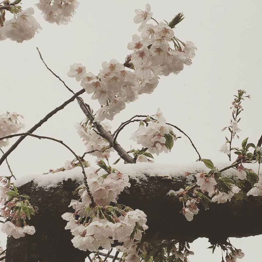千眼美子さんのインスタグラム写真 - (千眼美子Instagram)「・ 思い出せ。 細やかな絶景。 雪桜。 #SAKURA #20200329」5月12日 23時24分 - yoshiko_sengen