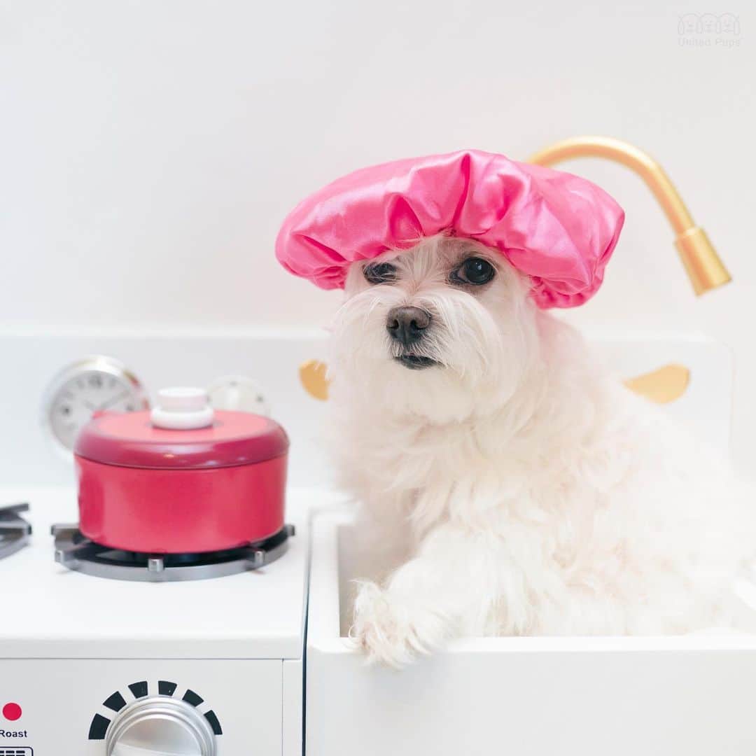 hi.arodのインスタグラム：「My sister is cooking hotdogs in her little kitchen 😬 ・・・ #hotdog#woodentoys#playkitchen #toykitchen#prentendplay#imaginaryplay @teamsonkids#teamson #teamsonstyle#teamsonkids#imaginativeplay#playmatters#learningthroughplay#playbasedlearning#playandlearn#imcooking#hotdog🌭#🌭#iamahotdog#littlechef#maltese#malteselove#maltesegram#maltesedog#malteselife#malteselovers#malteseofinstagram」