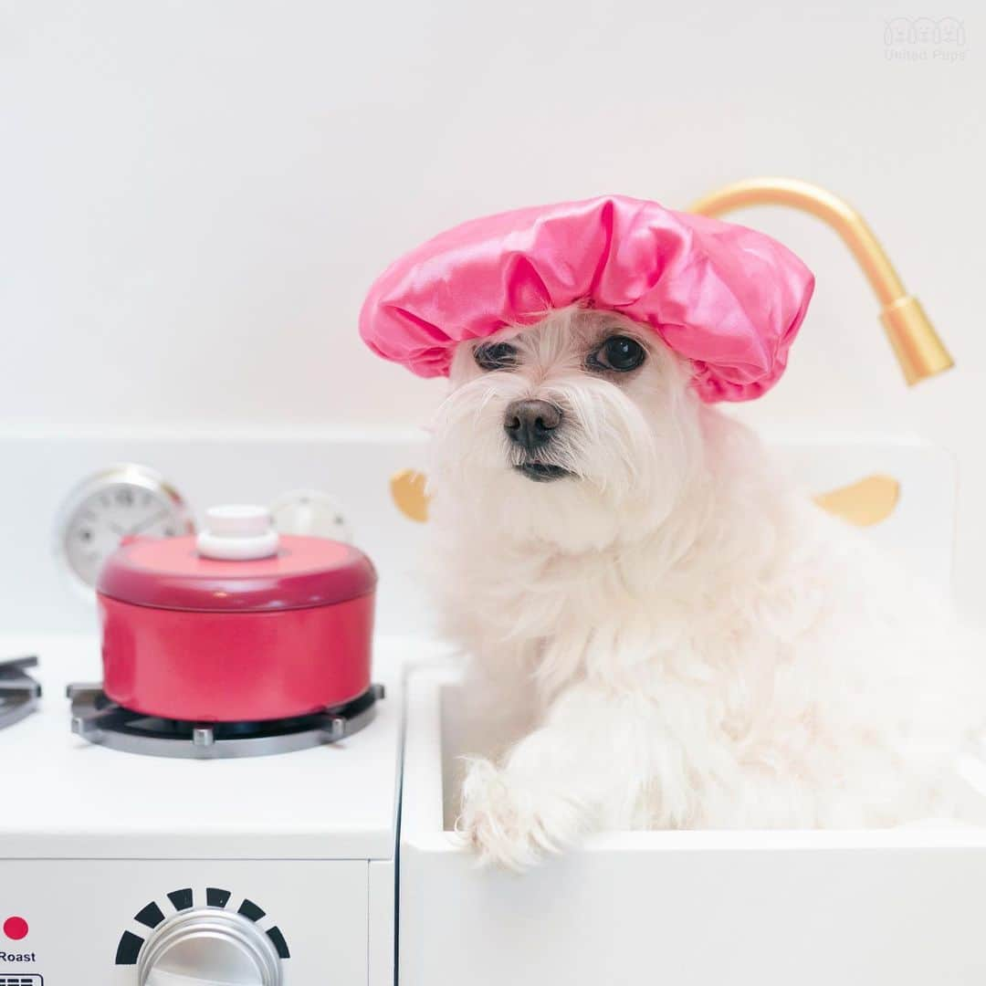 hi.arodさんのインスタグラム写真 - (hi.arodInstagram)「My sister is cooking hotdogs in her little kitchen 😬 ・・・ #hotdog#woodentoys#playkitchen #toykitchen#prentendplay#imaginaryplay @teamsonkids#teamson #teamsonstyle#teamsonkids#imaginativeplay#playmatters#learningthroughplay#playbasedlearning#playandlearn#imcooking#hotdog🌭#🌭#iamahotdog#littlechef#maltese#malteselove#maltesegram#maltesedog#malteselife#malteselovers#malteseofinstagram」5月12日 23時21分 - hi.arod