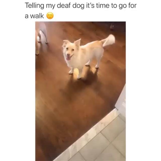 Funny Postsのインスタグラム：「••••••••••• 😂 My heart just melted... 💬 Video by: @themilestwins 🎥 Double tap for more videos!」