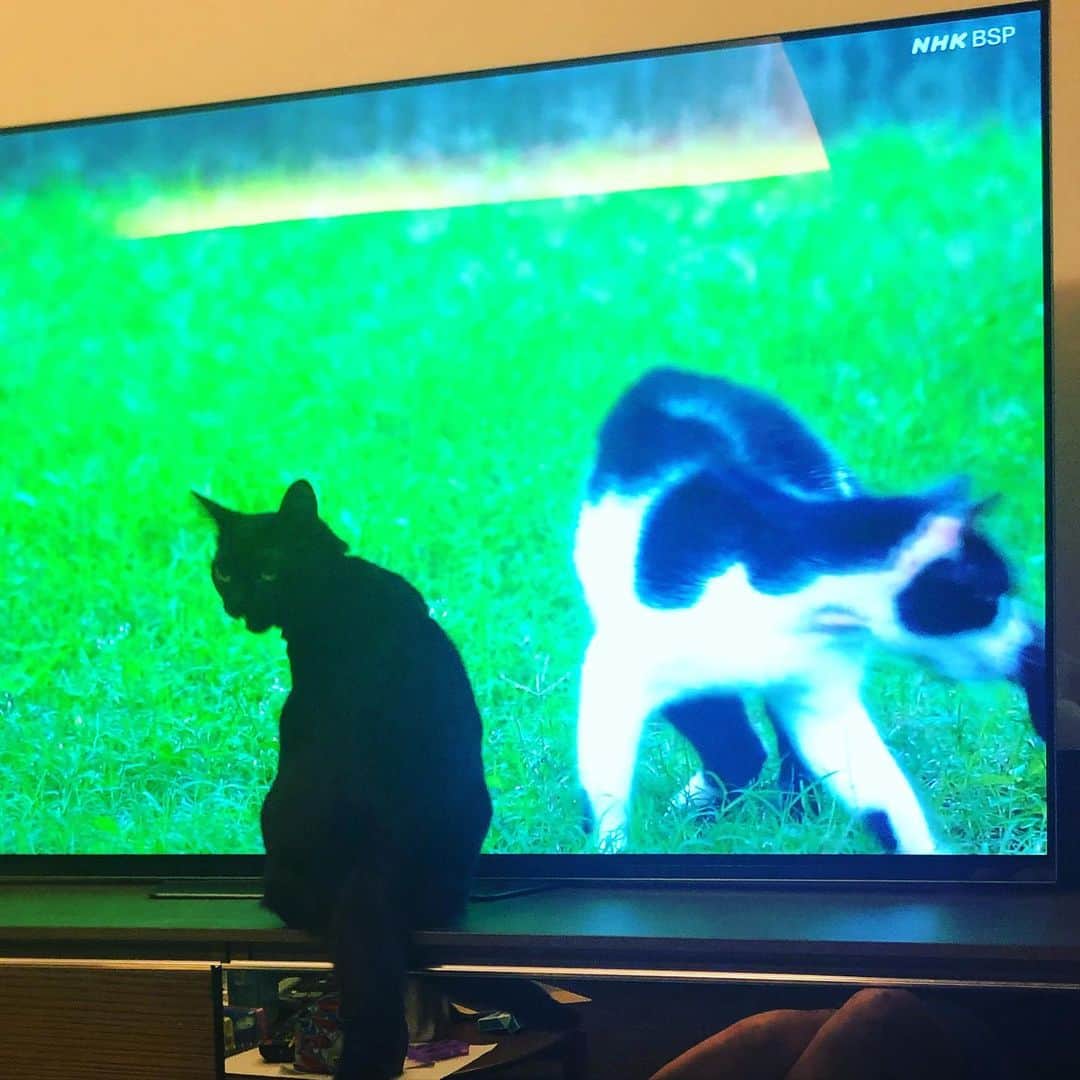 小泉今日子さんのインスタグラム写真 - (小泉今日子Instagram)「うちの猫が岩合さんの番組を見ていましたよ。  #黒猫 #保護猫 #猫との暮らし」5月12日 23時42分 - asatte2015
