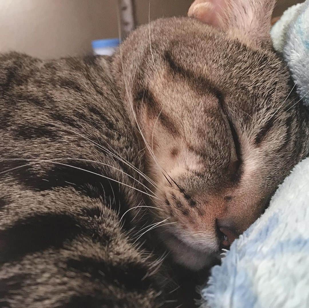 末房莉奈のインスタグラム：「ママから定期的に送られてくるキル（愛猫）の写真🤳  #愛猫 #図々しいにゃんこ #可愛いと思ったらいいね」