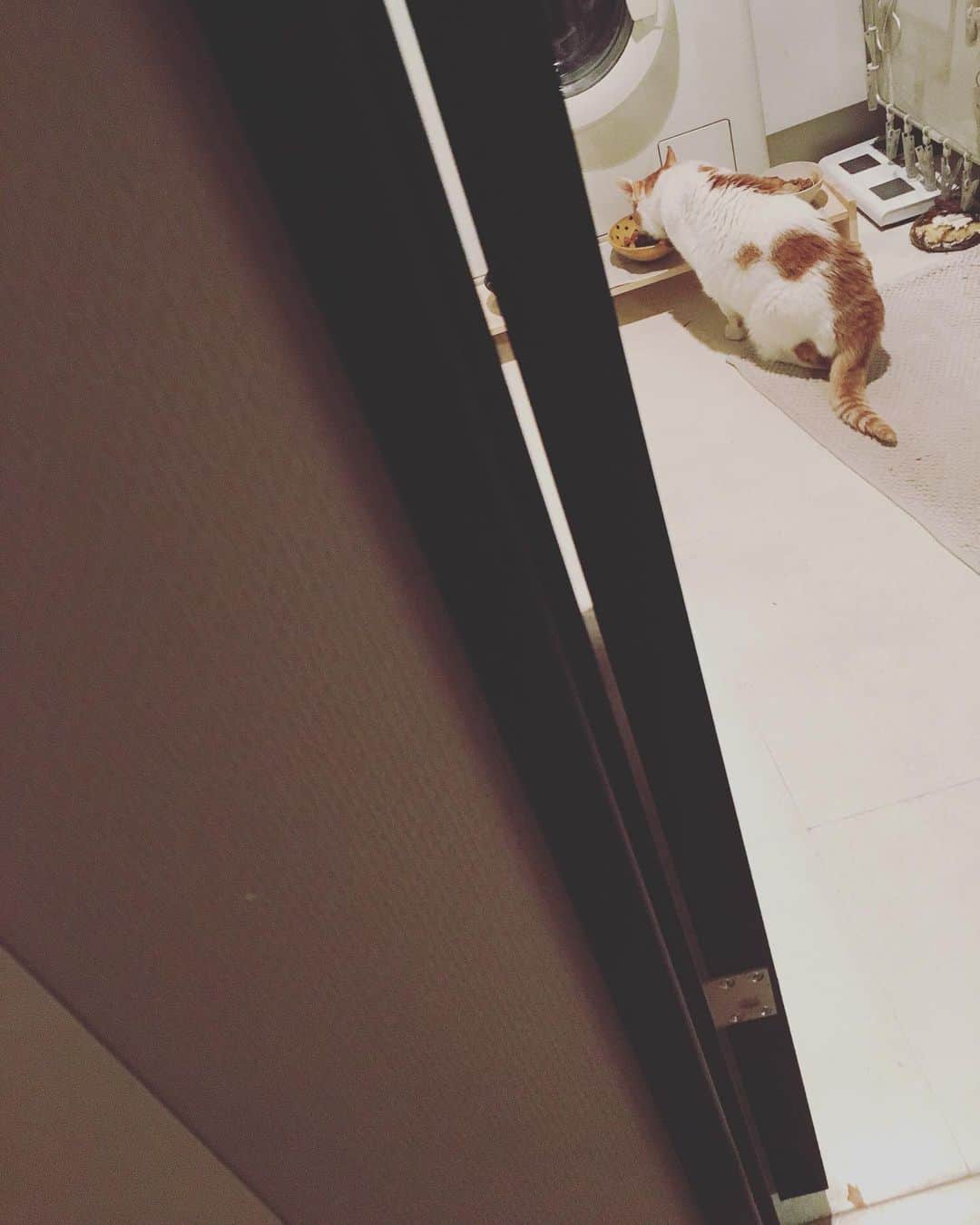 猫沢エミさんのインスタグラム写真 - (猫沢エミInstagram)「あ…ハンストしてたイオちゃんが、ごはんを食べはじめた👀  ホッ…よかった。 😌  #猫沢イオ」5月13日 0時28分 - necozawaemi
