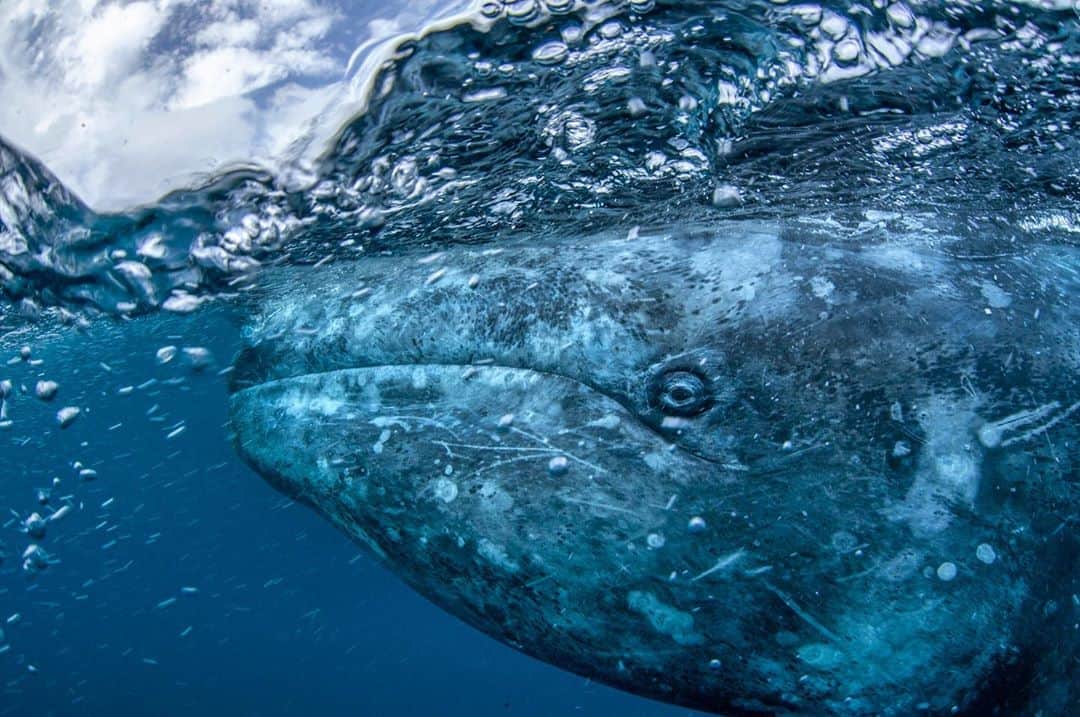 のインスタグラム：「A gray whale mother surfaces to breathe, her calf floating just out of frame. The water in Baja California's San Ignacio lagoon is usually a murky green and photographing the gray whales that come here to mate and give birth, underwater is usually very tricky. I spent almost a month working this lagoon for the 2017 @natgeo magazine story ‘Baja’s Ocean Stewards’ and only for a short, but very memorable 45 minutes I hit the jackpot. The tide pushed in beautiful clear blue water and I had more curious whales around the boat then I knew what to do with. @maresmexicanos. #Baja #mexico #whales #conservation」