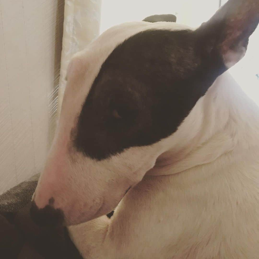 Q太郎さんのインスタグラム写真 - (Q太郎Instagram)「#minituru#bull#terrier#minibullterrier#miniturubullterrier#dog#dogstagram#cute#qtaro#love#family#ミニチュア#ブルテリア#ミニチュアブルテリア#Q太郎」5月12日 15時48分 - qtaro.jun