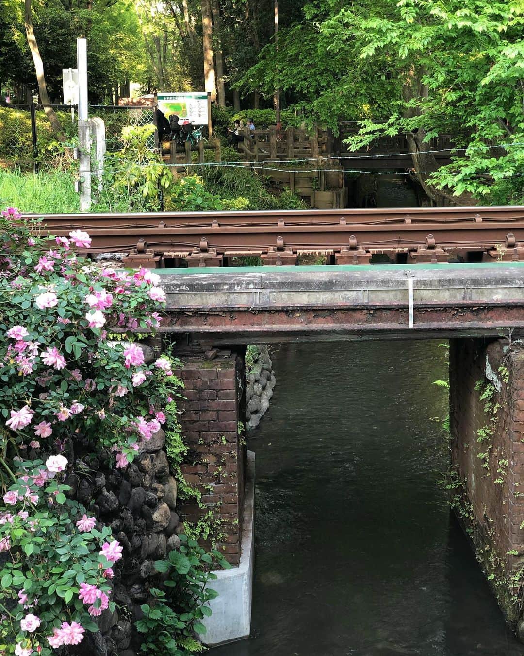 鳳真由さんのインスタグラム写真 - (鳳真由Instagram)「癒し溢れるお散歩コース☘ #小平　#玉川上水」5月12日 15時59分 - ootorispecialpanic