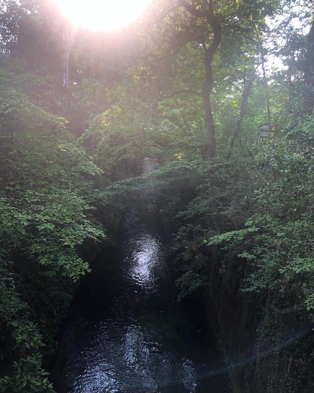 鳳真由さんのインスタグラム写真 - (鳳真由Instagram)「癒し溢れるお散歩コース☘ #小平　#玉川上水」5月12日 15時59分 - ootorispecialpanic