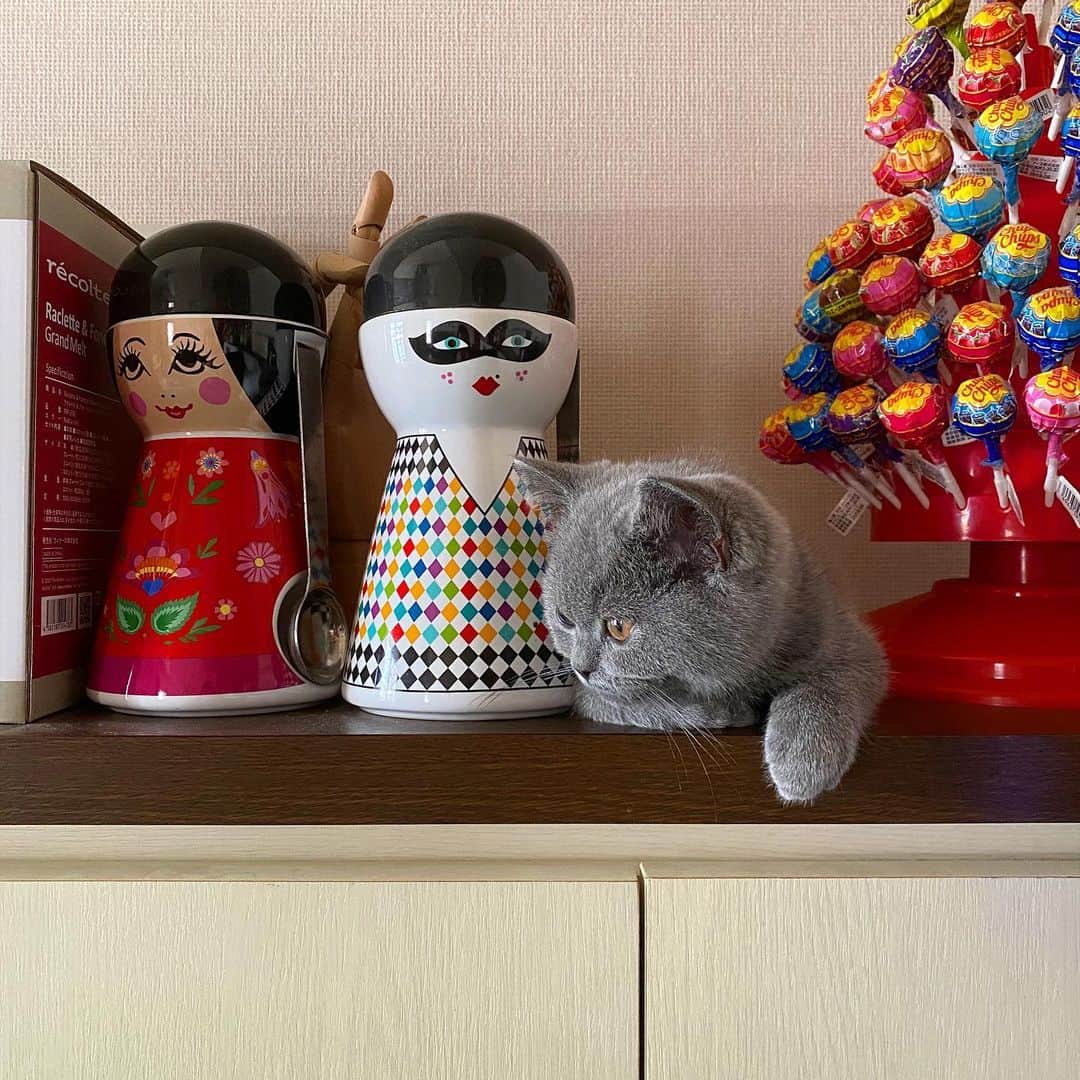 小鳥遊しほのインスタグラム：「飾り棚に置物増えてた ( ´ω` )猫アカウントばっかり更新してしまう日々。笑　フォローしてもらえたら自粛の活力になります。笑👇  @oudon_and_osoba  うどんとおそばアカウントです ( ´ω` )  #猫 #ねこ #子猫 #エキゾチックショートヘア #ブリティッシュショートヘア #うどんとおそば #猫のいる暮らし #にゃんすたぐらむ #oudon_and_osoba  #exoticshorthair #britishshorthair #kitten  #catstagram #cat #cats #Котёнок #Кошка #고양이 #catsglam」