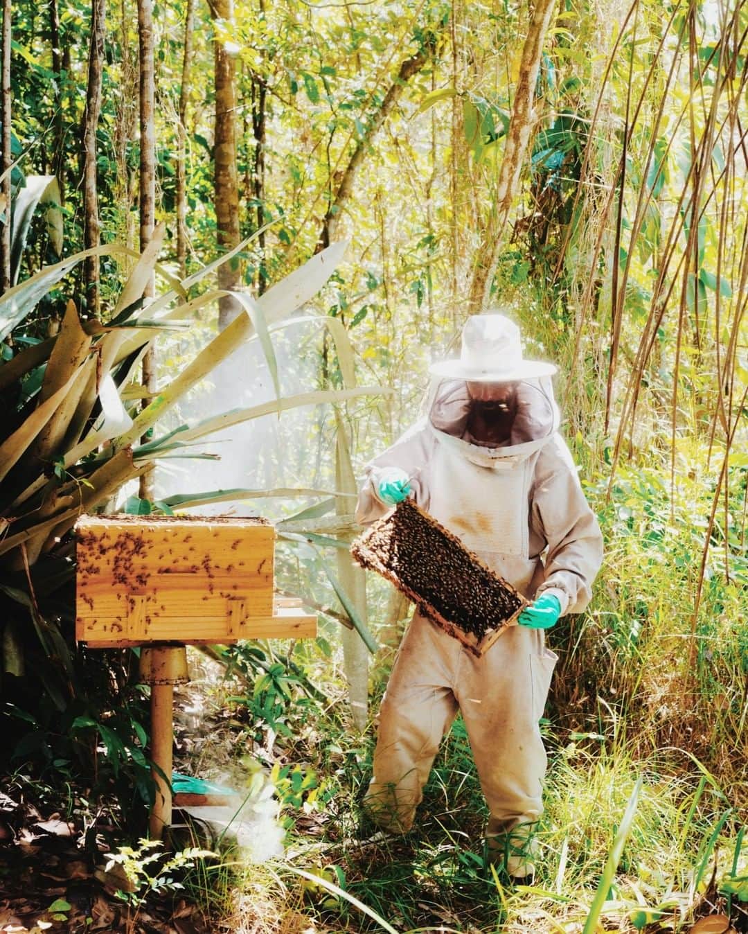 ナショナルジオグラフィックさんのインスタグラム写真 - (ナショナルジオグラフィックInstagram)「Photo by @luisadorr | This is Boby, our neighbor, here in the Atlantic Forest area of Bahia, Brazil. He's a beekeeper who has several hives spread around the region, including some on our property. As he says, the world stopped but the bees don’t. The beehive needs continuous care in order to keep the bee population healthy and productive, and if he stops taking care of them the hive might collapse. He’s been working on this for 20 years, producing honey and red propolis. Beekeeping in this area was the perfect choice for him: he's able to be in contact with nature, self-employed, and surf whenever he feels like it.」5月12日 16時08分 - natgeo