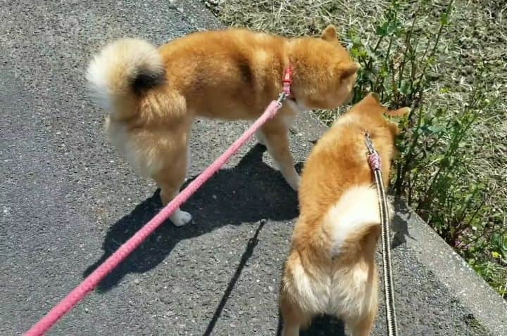 柴犬たま Shibainu Tamaのインスタグラム