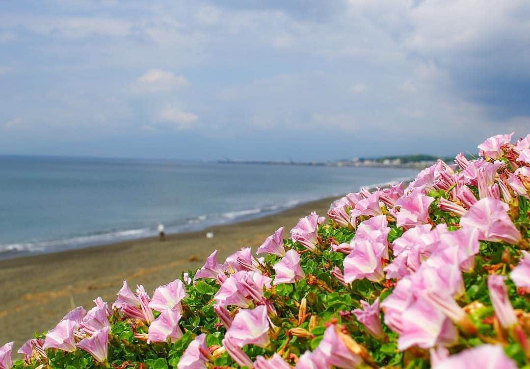 平塚市さんのインスタグラム写真 - (平塚市Instagram)「* 【おうちで#hiratsukagood】 今日の撮りため写真はハマヒルガオ。 潮風に揺られて気持ちよさそう。 ㅤㅤㅤㅤㅤㅤㅤㅤㅤㅤㅤㅤㅤ お出かけできないおうち時間を 少しでも楽しんでもらうため、 撮りためた平塚の写真を投稿する #_h_i_r_a_t_s_u_k_a_g_o_o_d を提案中。 ㅤㅤㅤㅤㅤㅤㅤㅤ #ソーシャルディスタンシング にちなみ、 ハッシュタグにも２ｍ距離を置いてもらいました。 ㅤㅤㅤㅤㅤㅤㅤㅤㅤㅤㅤㅤㅤ あなたが撮影した平塚のお気に入り写真を このハッシュタグで紹介してね。 (もちろん、#hiratsukagood もお忘れなく♪) *** #手をつなぎたくなる街 #hiratsukagood #hiratsuka#平塚 #kanagawaphotoclub #_h_i_r_a_t_s_u_k_a_g_o_o_d #アンダーバー1つにつき2メートル #ソーシャルディスタンシング #socialdistance #socialdistancing #写真好きな人と繋がりたい #写真撮ってる人と繋がりたい #写真整理#過去pic #ハマヒルガオ#はなまっぷ #砂浜#海」5月12日 16時20分 - hiratsukagood