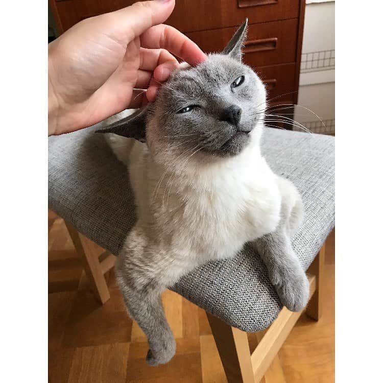 松田青子のインスタグラム：「My Gould turned 10 years old today and I am super happy, since he has always lived with his renal failure from when he was very young. You made it and I am so proud of you💐」