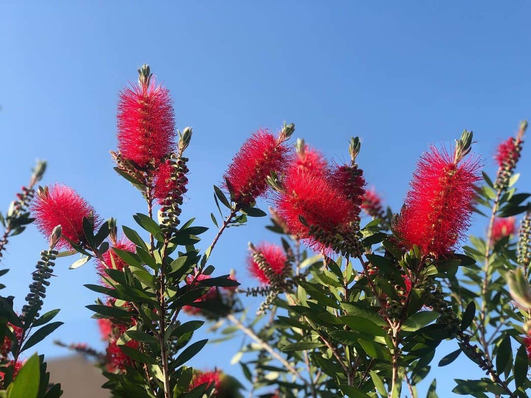 加藤梨里香さんのインスタグラム写真 - (加藤梨里香Instagram)「ブラシノキ🦠 たわしみたいな花。 ブラシノキって言うんだって。 今年もお庭に咲きました☺︎ 3枚目はつぼみ。」5月12日 17時08分 - ririka_kato_