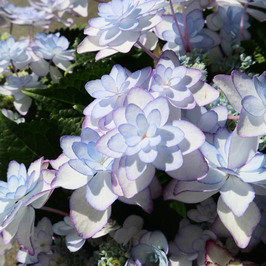 向山志穂さんのインスタグラム写真 - (向山志穂Instagram)「１ヶ月と少しの間お家を華やかにしてくれてありがとう😌✴﻿﻿ ﻿﻿ 一目惚れして購入した額紫陽花。﻿﻿ あの蝶々🦋みたいなお花の部分は最後はこんなお花になりました。﻿﻿ 今日は植え替えと早めの剪定。﻿﻿ 来年もまたこの蝶々は現れてくれるのかな？﻿﻿ ﻿﻿ 今日からはダイニングテーブルに切り花として楽しみます💐﻿﻿ ﻿﻿ #額紫陽花#蝶々みたい」5月12日 17時46分 - shihoo9o6