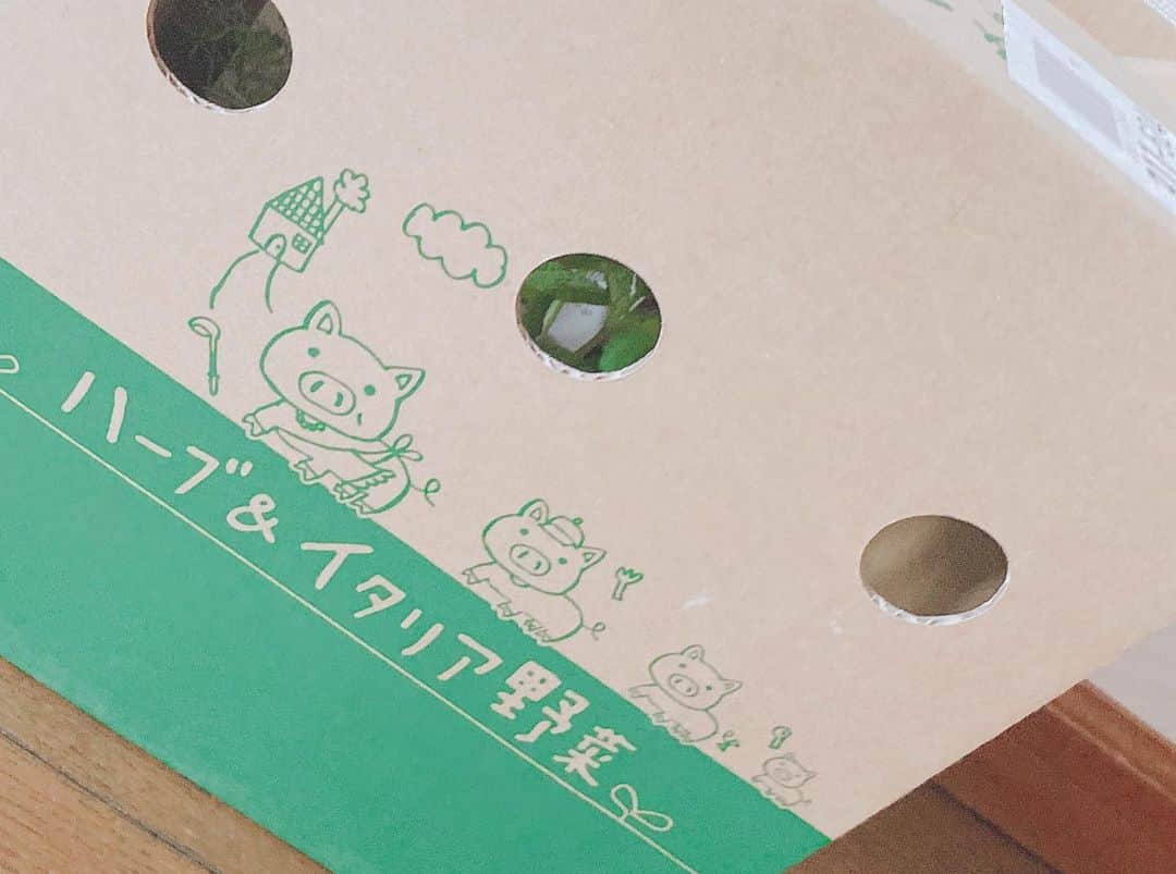 小寺真理さんのインスタグラム写真 - (小寺真理Instagram)「私のお家のミントちゃん とっても可愛い箱で届きました！」5月12日 18時12分 - koteramaricorin