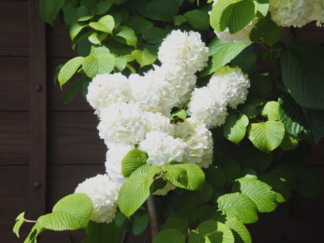 中山美香さんのインスタグラム写真 - (中山美香Instagram)「2020.5.12 . . . #花 #flower #fleur  #green #white #☺︎ #whiteflowers」5月12日 18時54分 - mika5nakayama