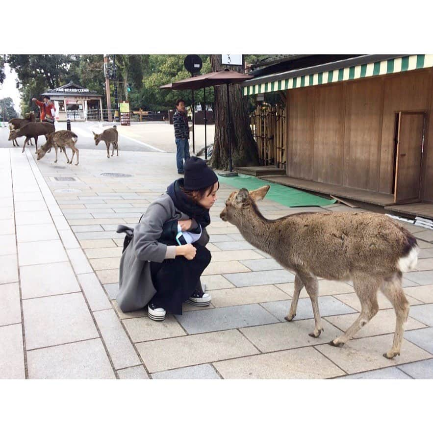 真下玲奈さんのインスタグラム写真 - (真下玲奈Instagram)「うんうん。 . ふむふむ。 . そうだね。 . . #真下玲奈#奈良の鹿#はらぺこ#うんうん#そうだね#ふむふむ#写真がない#美味しいご飯食べたい#鹿煎餅#可愛かったなぁ#nara#narajapan」5月12日 19時09分 - r.mashitaaa.221