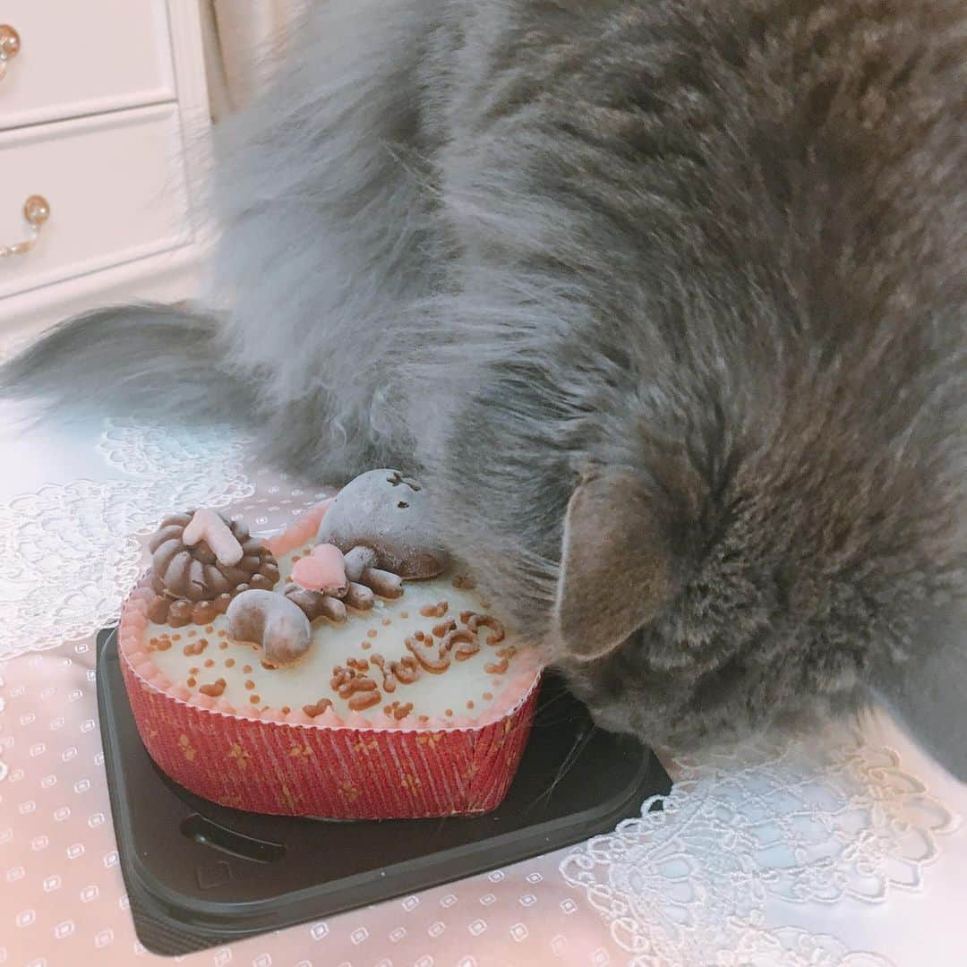 藤咲きく乃さんのインスタグラム写真 - (藤咲きく乃Instagram)「2020/5/10 ぎんちゃん一歳のお誕生日でした🎂🎊 . . お魚のケーキでお祝いしました。 もう見た目は一歳に見えない程の貫禄をお持ちの彼ですが 行動はまだまだ赤ちゃんで、私の行く所ににゃーにゃー言いながら付いてくるw 生後3ヶ月でうちにきたけど、来るときに猫風邪にかかったみたいで、その後も体弱くて、、 私の育て方が悪いせいで辛い思いさせてるのかもって悩んでしんどい時もありましたが、来て3ヶ月ごろには健康そのものになってくれて本当に良かったです😊 . . 私が体調崩して、外に出ようものなら吐き気で倒れるレベルの時だったので、母についてきてもらいながら必死で栃木まで迎えに行ったんだよね…懐かしい あの時は本当にストレスで体がおかしくなってたんだなあと、ストレスフリーになってから実感してます。笑 . . でもぎんちゃんが来てからは命をお預かりしているという意識が常にあるのと、ぎんちゃんが癒しをくれるので大分体調が改善しました。 本当に本当にうちに来てくれてありがとう、っていつも思います。 . . ぎんちゃんも私のところに来て良かったと思って貰えるように、これからもたくさん愛情を込めて育てていきたいです😊 . #猫のいる暮らし #サイベリアン　#サイベリアンフォレストキャット #猫写真 #一歳誕生日 #ねこすたぐらむ」5月12日 19時28分 - kikuchyaso