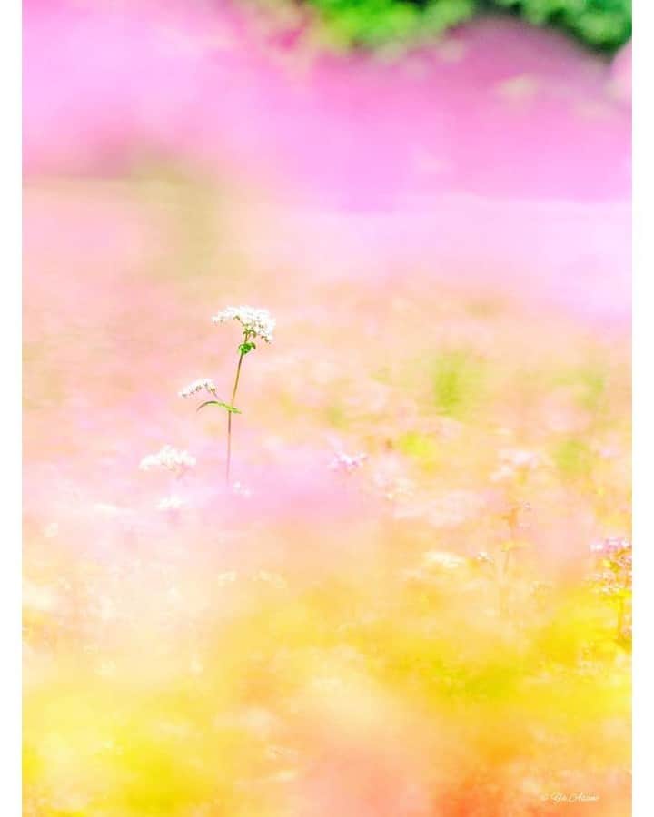 花の写真館さんのインスタグラム写真 - (花の写真館Instagram)「Photo by Yasuko Asano.⠀ .⠀ Original Post[投稿頂いたURL]⠀ https://www.facebook.com/photo.php?fbid=2249391128519801⠀ .⠀ 本アカウントは、 #私の花の写真 をつけてInstagramに投稿された皆さまの花の写真や、「花の写真館」Facebookページで投稿された花の写真を紹介します。⠀ 「花の写真館」Facebookページは、「 @floral.photograph 」のプロフィールにあるURLからご覧ください。⠀ .⠀ ※日本政府により緊急事態宣言が発令されました。 皆様、政府、自治体など公的機関の指示に従った行動をお願いします。⠀ 東京カメラ部および分室では、写真を「見る楽しみ」を提供することを通して、微力ながら皆様にわずかな時間でも癒しをお届けしたいと思っております。⠀ ※本アカウントは東京カメラ部がFacebook、Instagramのサービスを利用して運営しているもので、Facebook社・Instagramとは一切関係ありません。⠀ .⠀ #花の写真館 #floralphotograph #floralphoto #flower #flowers⠀ Follow: @floral.photograph」5月12日 19時30分 - floral.photograph