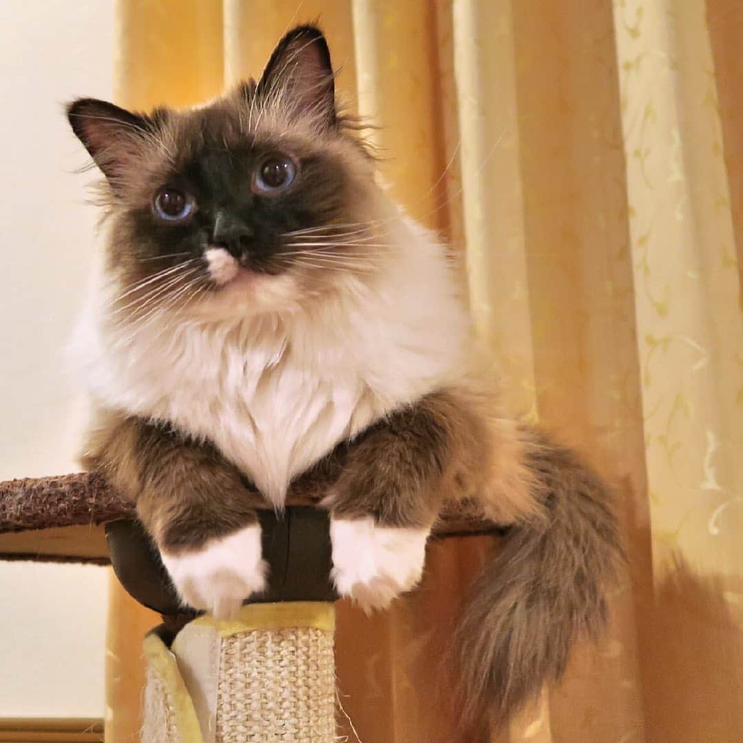 takegaeruのインスタグラム：「いい子ちゃん😊❤️ #cat #猫 #ragdoll #ラグドール #ホワイトポッチーズ」