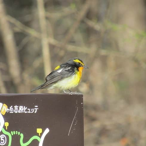 【公式】八ヶ岳高原ロッジ・八ヶ岳高原音楽堂のインスタグラム