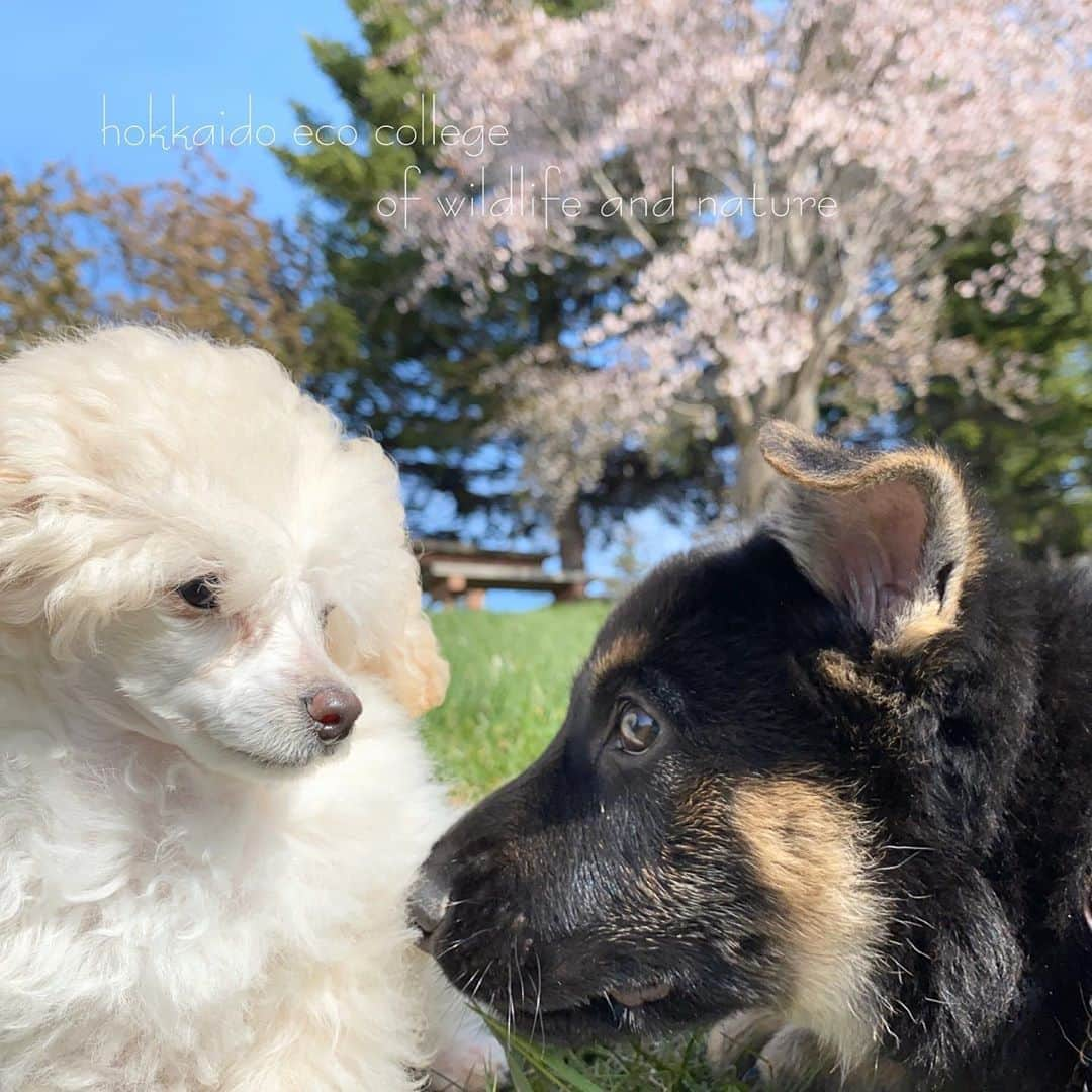 hokkaidoecoさんのインスタグラム写真 - (hokkaidoecoInstagram)「春ですね🌸Part4  #北海道エコ #動物 #専門学校 #トイプードル #シェパード #子犬 #いろは #はやて #いぬすたぐらむ #同じ子犬でも #大きさ #違うね #お友達に #なれるかな #可愛い #2匹の #コラボ #♥️」5月12日 20時34分 - hokkaidoeco