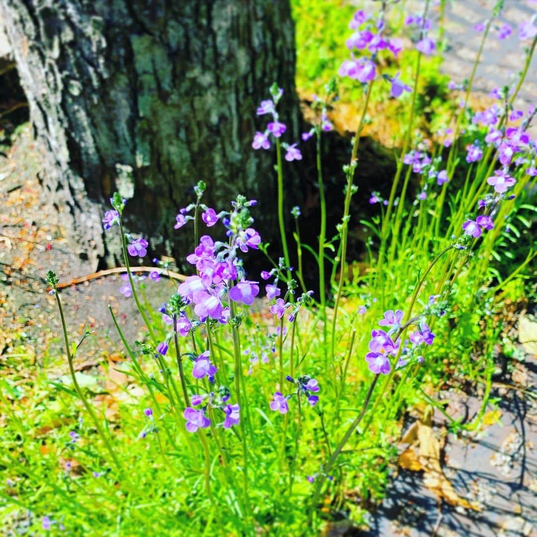 結城さなえさんのインスタグラム写真 - (結城さなえInstagram)「街路樹の根っこ。いつもはいない、草とお花ちゃん。 「求められてなくたって、とびきり可愛く咲いちゃうんだから💓」 って可愛い顔で言ってました☺️ 癒してくれて、ありがとね。  #花 #かわいい #癒し #日々の風景」5月12日 20時47分 - yuukisanae