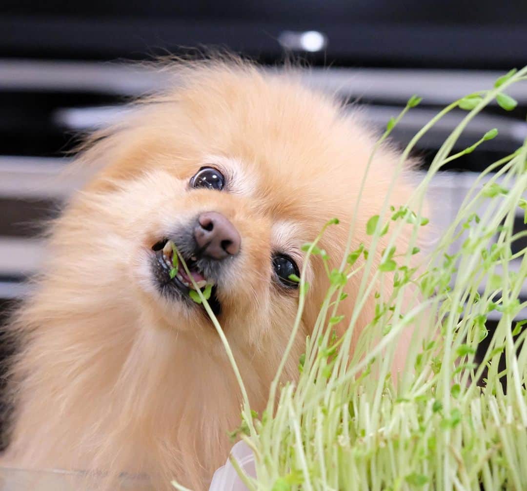 Hanaさんのインスタグラム写真 - (HanaInstagram)「#豆苗 食べてみた * マズッ…🐶🌀 * * ブログ更新しました♪ http://kedamakyoudai.blog.jp/ #Pomeranian#pom#pompom#pomstagram#pets#dogs#doglover#dogsofinstagram#dogstagram#Japan#Kawaii#fluffydog#ポメラニアン#犬#いぬら部#pecoいぬ部#포메라니안#もふもふ#ふわもこ部#cute#cutedog#funny#funnydog#いぬのきもち#犬と猫#ライブドアインスタブロガー」5月12日 20時41分 - mofu2family