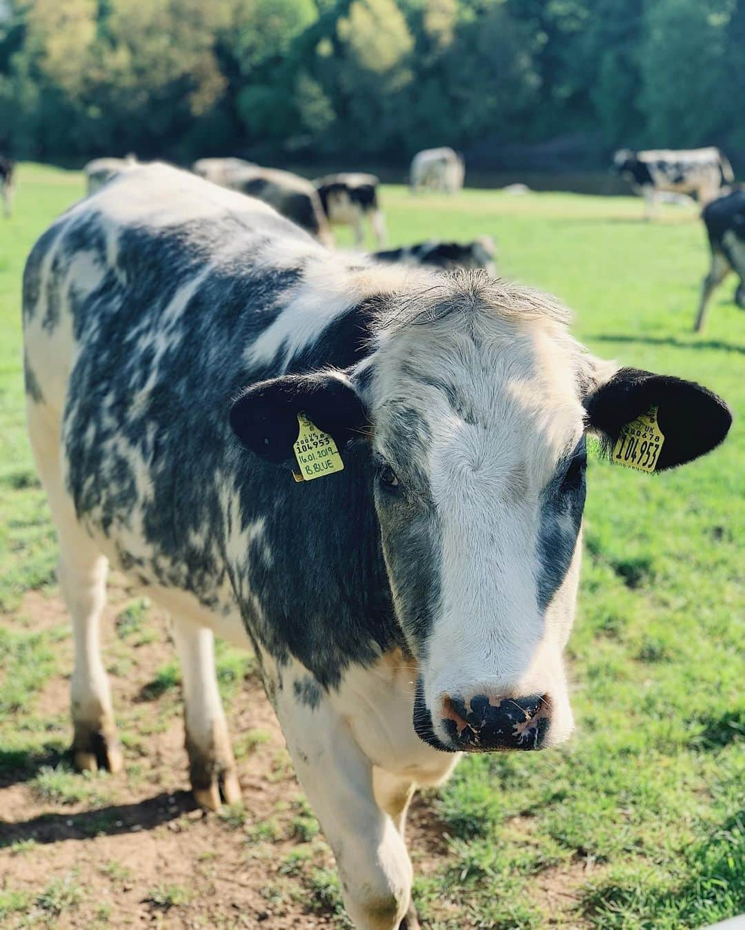 Mollie Kingさんのインスタグラム写真 - (Mollie KingInstagram)「We were a bit surprised to be greeted by this face on our walk today.... Alfie even more so!! I think it’s safe to say I’ve fallen a little bit in love 🐄🤍」5月12日 20時59分 - mollieking