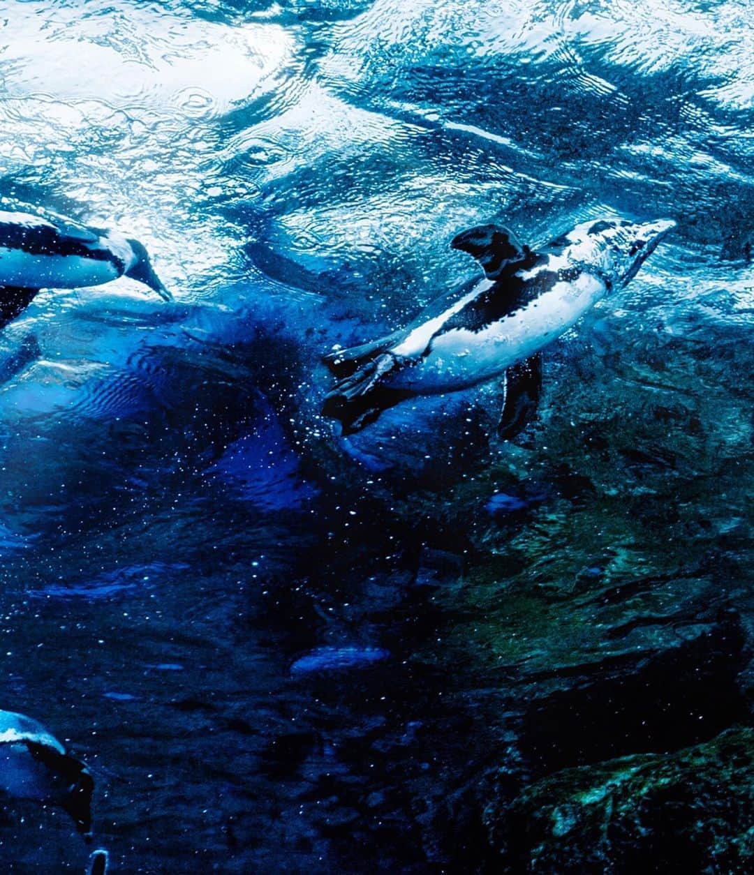 kyoko_zzzさんのインスタグラム写真 - (kyoko_zzzInstagram)「Underwater penguins  #aquarium #penguinstagram」5月12日 21時15分 - kyoko_zzz