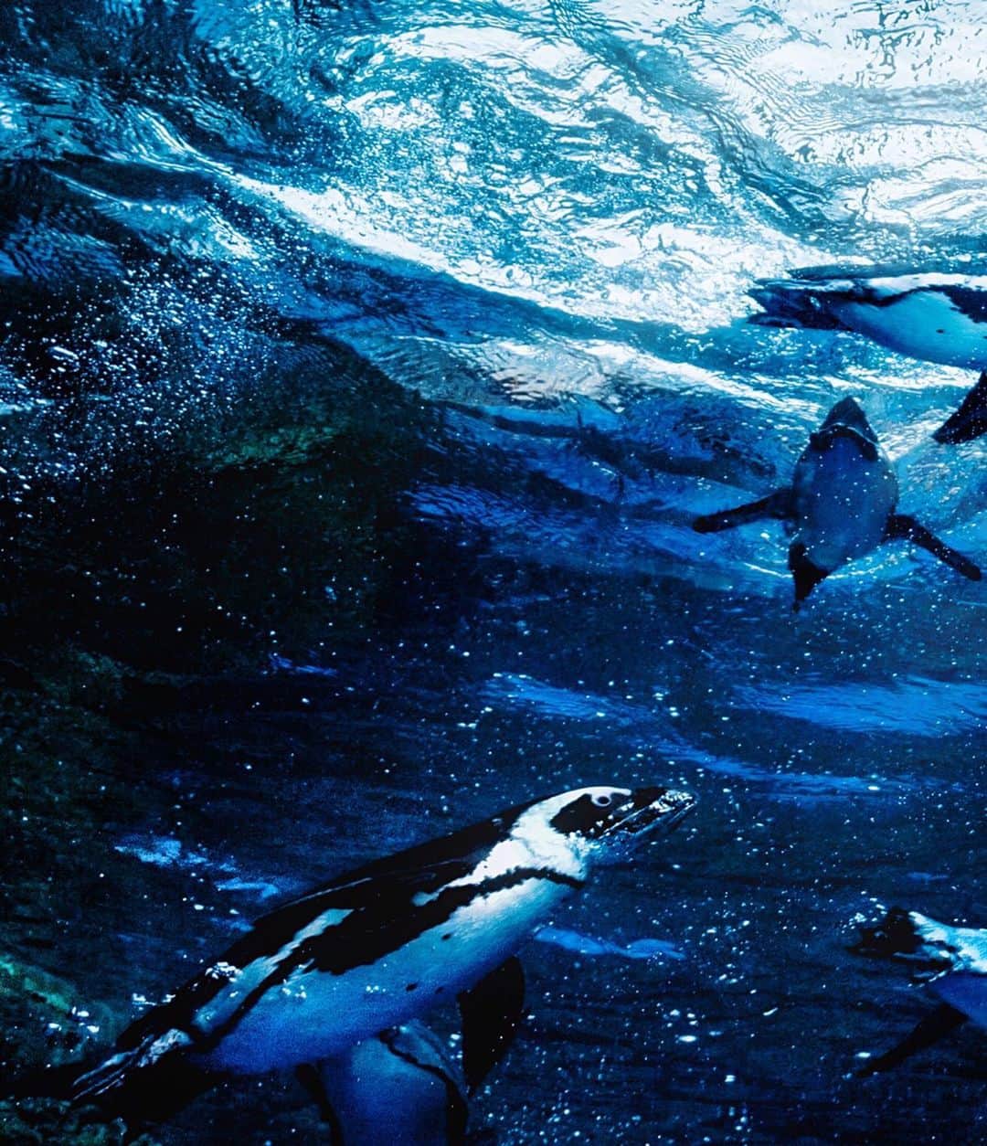 kyoko_zzzのインスタグラム：「Underwater penguins  #aquarium #penguinstagram」