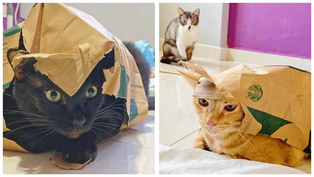 SQUAD CATS +65のインスタグラム：「Pudding VS Uno... Who wore it better? Cast your vote below 👇 󠀠  #cora13cats #🐱squad #blackcat #gingercat #rescuecat #fashion #adoptdontshop #cat #catsofsingapore #gato #kucing #แมว #ネコ #고양이 #catsofinstagram #instagramcats #catsofig #catstagram #catsagram #instacat #catoftheday #cutecat #catlover #catfeatures #animals #animalsofinstagram #animallovers #petstagram #cats_of_world #photooftheday」