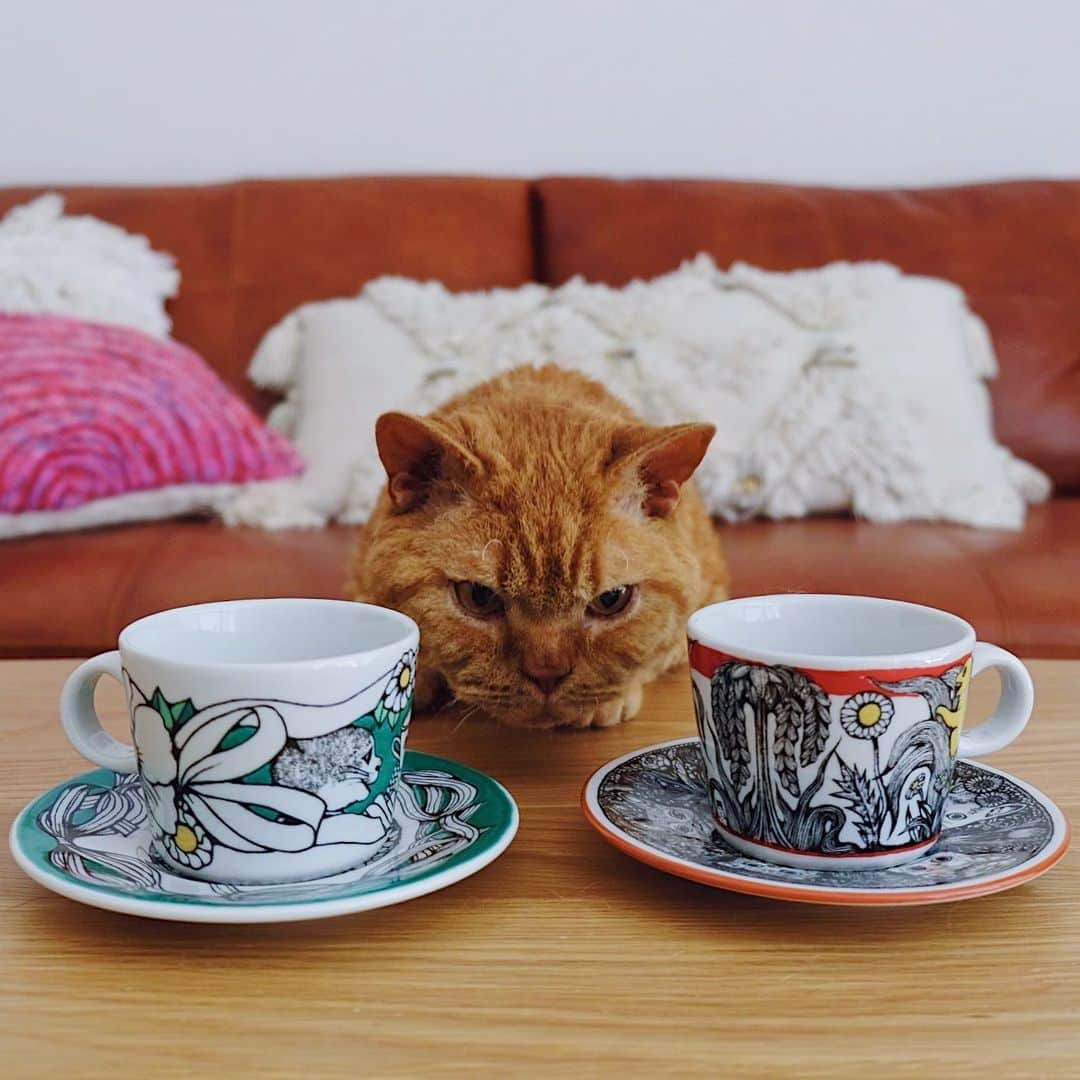 ギネス & ピムスさんのインスタグラム写真 - (ギネス & ピムスInstagram)「12/05/2020 Happy Tuesday! ・ A new online purchase: cup and saucer set☕️ Pimms says, “I wonder which is cuter...” Have a fantastic day everyone! #stayhome ・ ・ おうち時間の楽しみのひとつ ネットショッピング。笑 凪ねこが寝ている間に ぽちぽち。 大抵息子たちのものですが🐈🐈👦🏻 最近自分用に買ったのが @yukohiguchi3 さんの九谷焼カップとソーサー。 可愛すぎて鼻血ブーです。 ロンドンは素敵な物がたくさんあって それはそれは買い物天国でしたが、 帰国した事によって、 今度は 日本のアーティストの素敵な作品が 買いやすくなり それはまたすごくすごく嬉しいです。 いつもどこでも買い物大好き😂 色々行きたいお店たくさんあるから コロナ終息しておくれ。 ・ ・ #ピムスくん #ギネピムと凪くん  #1yearold #1歳 #1歳5ヶ月 #babyboy #男の子ベビー #赤ちゃんのいる生活 #赤ちゃんのいる暮らし #赤ちゃんと猫 #猫と赤ちゃん#ヒグチユウコ #おうち時間」5月12日 22時20分 - rina_takei