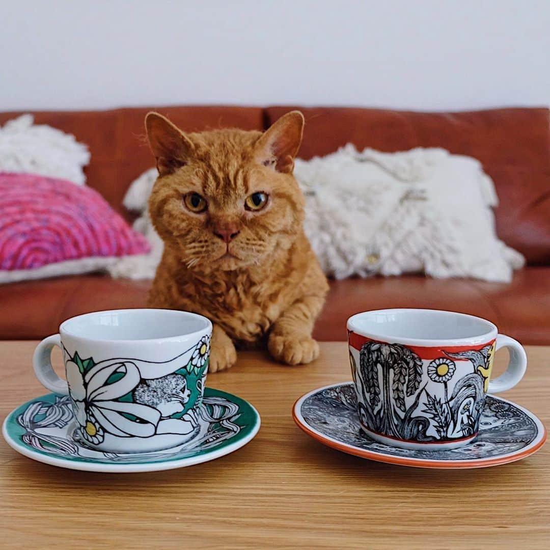 ギネス & ピムスのインスタグラム：「12/05/2020 Happy Tuesday! ・ A new online purchase: cup and saucer set☕️ Pimms says, “I wonder which is cuter...” Have a fantastic day everyone! #stayhome ・ ・ おうち時間の楽しみのひとつ ネットショッピング。笑 凪ねこが寝ている間に ぽちぽち。 大抵息子たちのものですが🐈🐈👦🏻 最近自分用に買ったのが @yukohiguchi3 さんの九谷焼カップとソーサー。 可愛すぎて鼻血ブーです。 ロンドンは素敵な物がたくさんあって それはそれは買い物天国でしたが、 帰国した事によって、 今度は 日本のアーティストの素敵な作品が 買いやすくなり それはまたすごくすごく嬉しいです。 いつもどこでも買い物大好き😂 色々行きたいお店たくさんあるから コロナ終息しておくれ。 ・ ・ #ピムスくん #ギネピムと凪くん  #1yearold #1歳 #1歳5ヶ月 #babyboy #男の子ベビー #赤ちゃんのいる生活 #赤ちゃんのいる暮らし #赤ちゃんと猫 #猫と赤ちゃん#ヒグチユウコ #おうち時間」