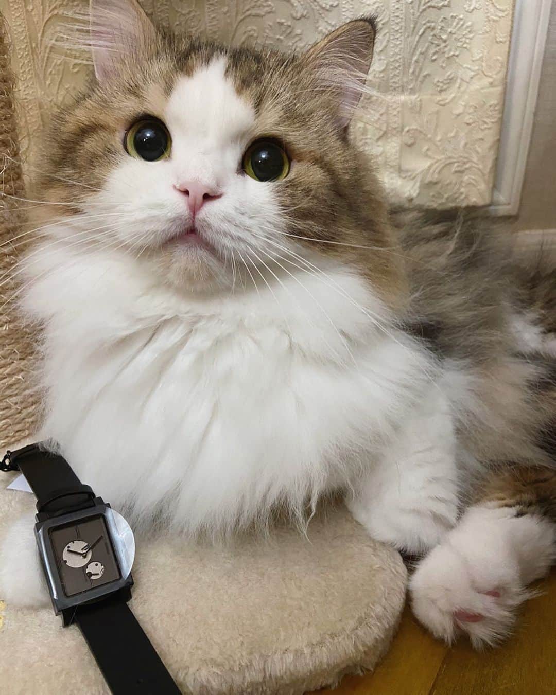 マンチカンのココ王子のインスタグラム：「It's time to midnight snack,human😽  @nomonday_jp  10%Offクーポンコード cocoldt  #ノーマンデー#時計#腕時計#nomonday#手元倶楽部」