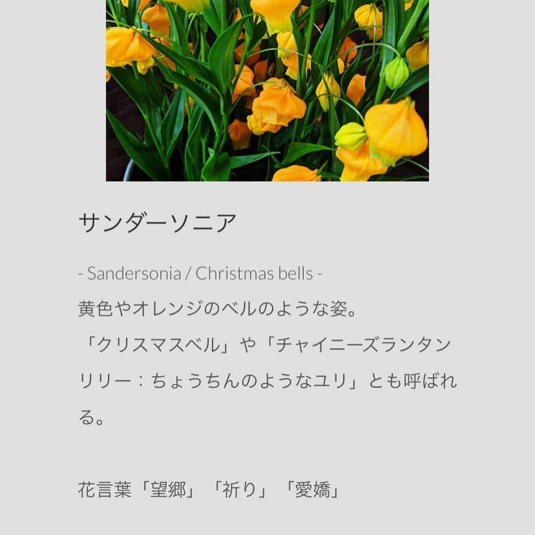 松田実里さんのインスタグラム写真 - (松田実里Instagram)「💐💐💐﻿ ﻿ 初めてのリモート作。﻿ 初めての一人芝居。﻿ ﻿ ﻿ はなしばい﻿ 『2つの仕業』﻿ ﻿ 明日、5月13日(水) 21:00公開﻿ ﻿ 脚演×役者×花をコンセプトにお届けするこの企画。﻿ ﻿ 日野祥太×松田実里×サンダーソニア ﻿ ﻿ ‪https://87shigoto.com/hanashibai/‬﻿ ﻿ ﻿ はなしごとさんからお話を頂き、﻿ 実現したこの企画。﻿ ﻿ ﻿ 公開はYouTubeなので、﻿ all Freeです。﻿ ﻿ お気に召して頂けましたら、﻿ 【はなしばいちけっと】﻿ というシステムがあります。﻿ ﻿ ﻿ こちらは公開動画の他に特典がついまいります。﻿ ﻿ ①サンダーソニア2、3輪﻿ ②役者アフタートーク﻿ ③脚本家副音声付き動画﻿ ﻿ 今だからはじまった作品。﻿ ﻿ アフタートークも今だから話す言葉たちだったかなと思います。﻿ ﻿ ﻿ ぜひ隅々迄楽しんで頂けたらうれしいです。﻿ ﻿ ﻿ ﻿ 想像以上に緊張しております。﻿ わたし。﻿ ﻿ ﻿ どうかお相手ください。﻿ ﻿  #YouTube #リモート芝居 #一人芝居﻿ #はなしばい #２つの仕業﻿ #サンダーソニア #お花﻿ #はなしごと #舞台 #映像 #芝居﻿ #おうち時間﻿ #photography﻿ #Instagram #instagood #instalike ﻿ #love #photo #fashion #F4F ﻿ #フォロミー #팔로우 #셀카 #일상 #松田実里 #舞台﻿ #カフェ巡り #おしゃれ #お洒落 #撮影 ﻿ #撮影モデル」5月12日 22時42分 - misato_matsuda