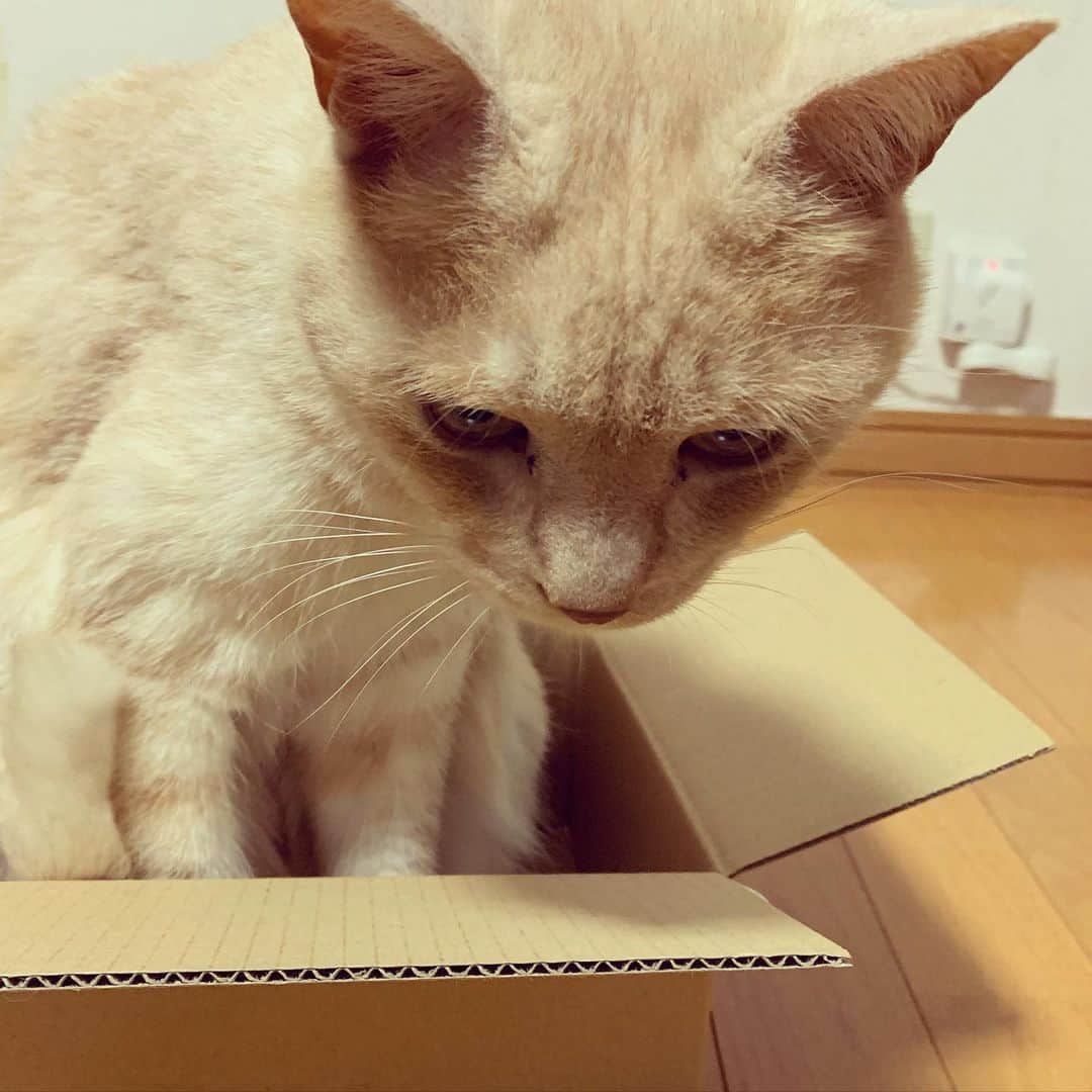 飯田カヅキさんのインスタグラム写真 - (飯田カヅキInstagram)「ダンボールチロルアップライジング。  #tirol_neko #猫 #cat」5月12日 22時46分 - kazukiiida_strange