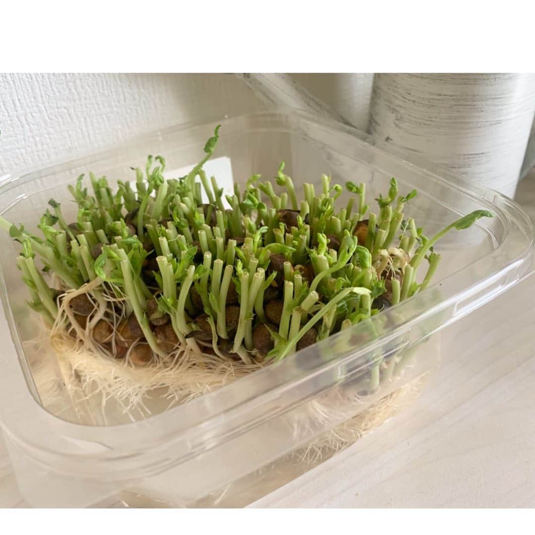 澤口実歩さんのインスタグラム写真 - (澤口実歩Instagram)「大好きな豆苗を育てています。2枚目の写真は、栽培2日目くらい。生命力、すごい。わたしの身長も豆苗みたいに伸びないかなー。諸國アナも #豆苗栽培 しているみたいなので、成長が気になる！ #豆苗」5月12日 22時57分 - miho_sawaguchi
